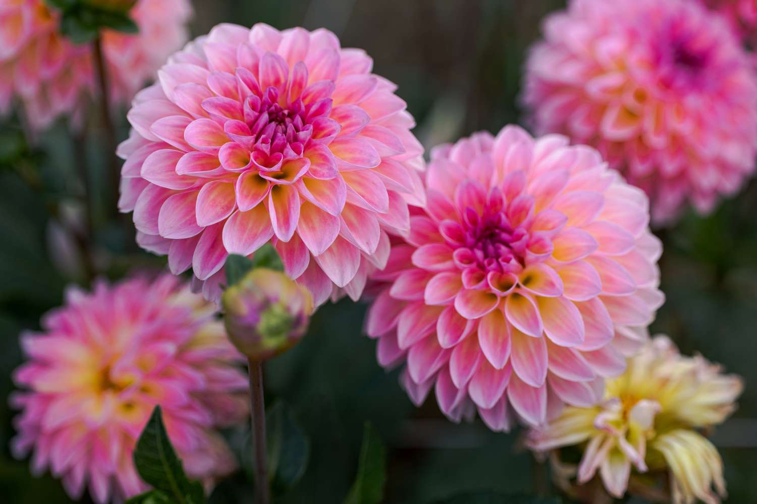 Dahlia 'Esli'